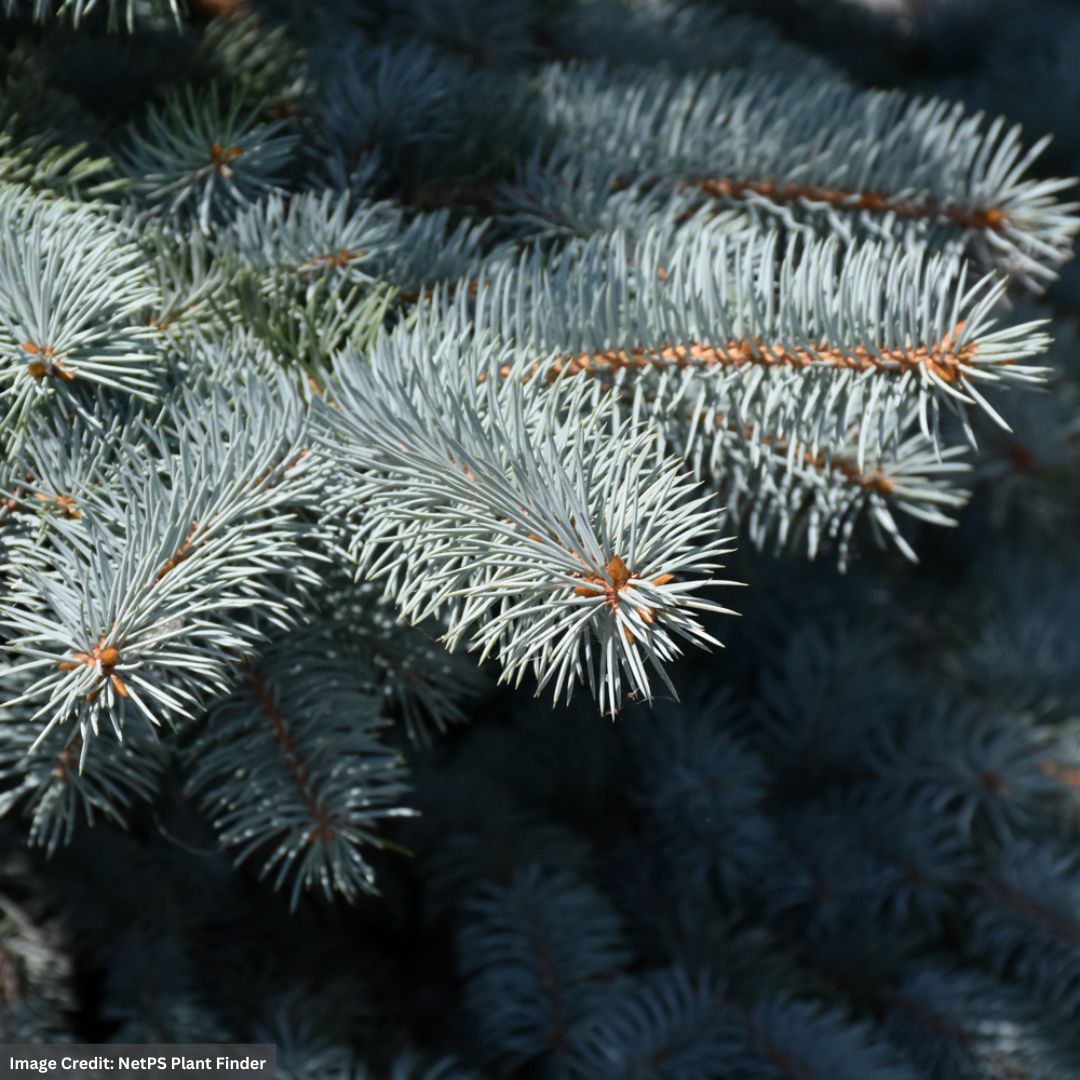 Blue Spruce – Baby Blue – #3 Container
